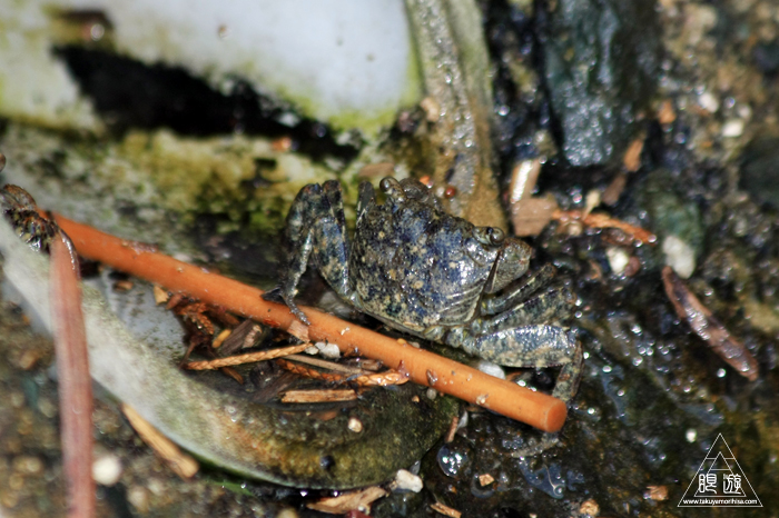 469 今津干潟 ～カブトガニの産卵を見たくて～_c0211532_21314122.jpg