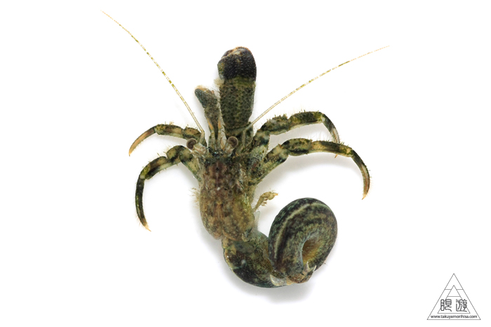469 今津干潟 ~カブトガニの産卵を見たくて~_c0211532_21354545.jpg
