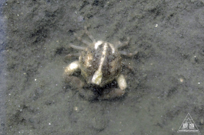 470 曽根干潟 ~カブトガニの幼生に出会う~_c0211532_22134522.jpg