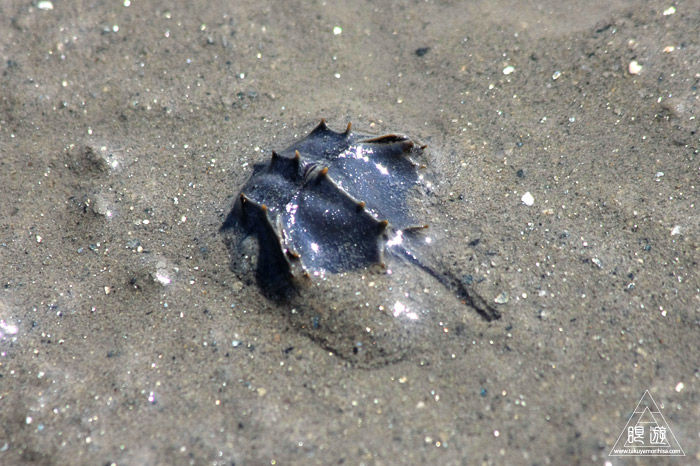 470 曽根干潟 ~カブトガニの幼生に出会う~_c0211532_22244711.jpg