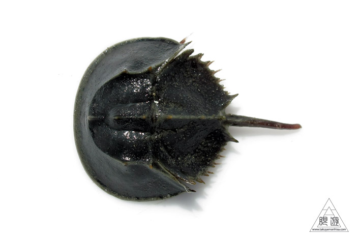 470 曽根干潟 ~カブトガニの幼生に出会う~_c0211532_22253055.jpg