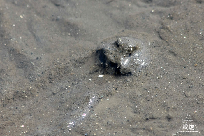 470 曽根干潟 ~カブトガニの幼生に出会う~_c0211532_22275574.jpg