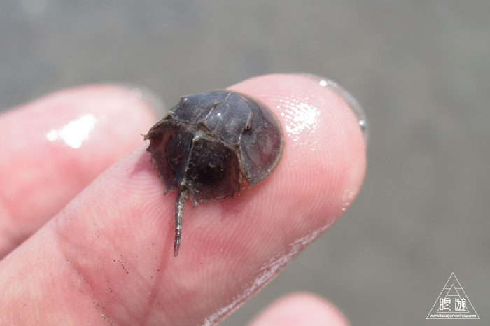 470 曽根干潟 ~カブトガニの幼生に出会う~_c0211532_22283777.jpg
