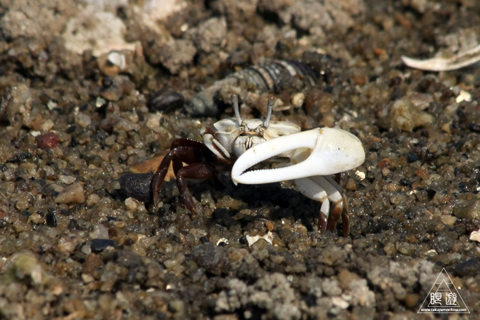470 曽根干潟 ~カブトガニの幼生に出会う~_c0211532_22373272.jpg