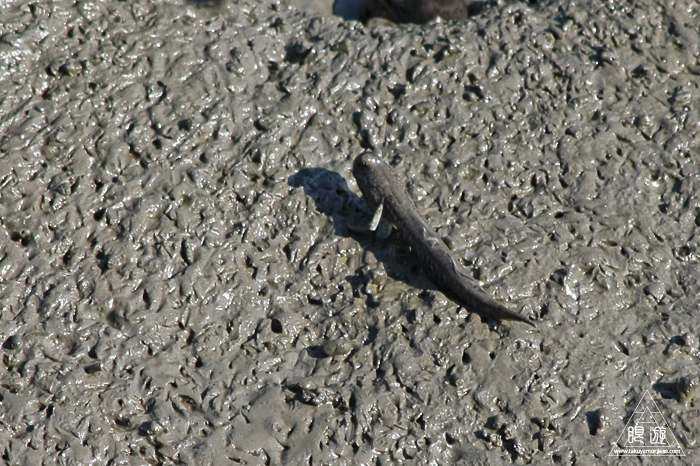 470 曽根干潟 ~カブトガニの幼生に出会う~_c0211532_2240337.jpg