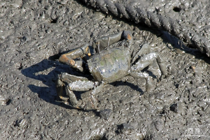 470 曽根干潟 ~カブトガニの幼生に出会う~_c0211532_22415797.jpg