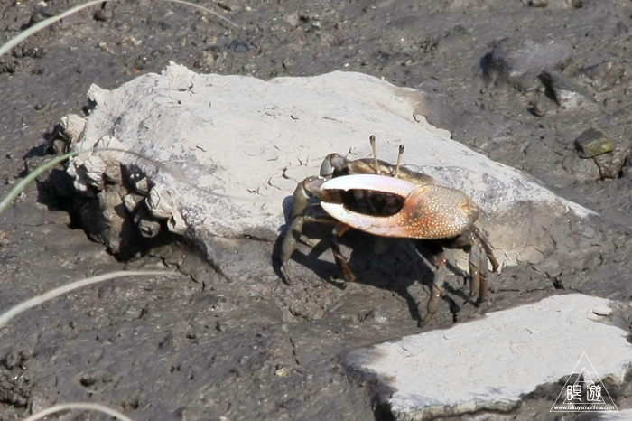 470 曽根干潟 ~カブトガニの幼生に出会う~_c0211532_2244134.jpg
