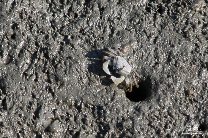 470 曽根干潟 ~カブトガニの幼生に出会う~_c0211532_22463618.jpg