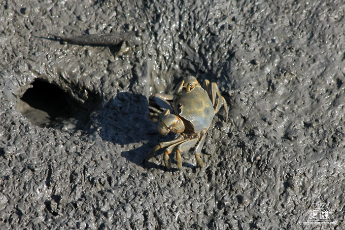 470 曽根干潟 ~カブトガニの幼生に出会う~_c0211532_22511096.jpg