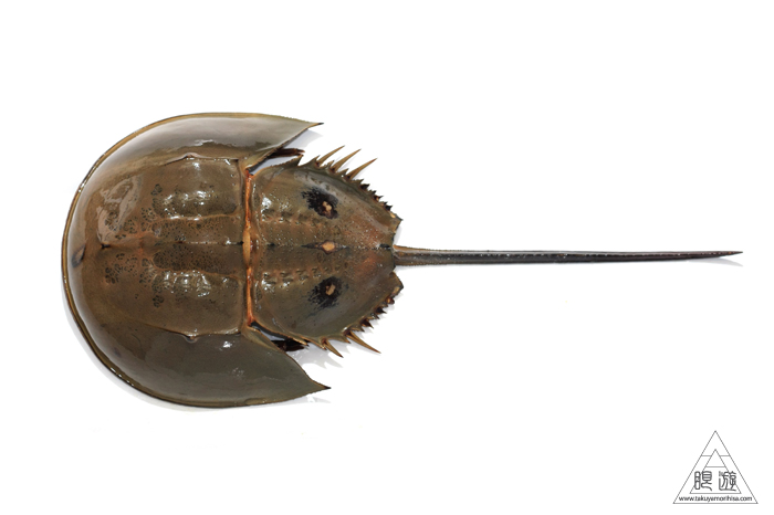 470 曽根干潟 ~カブトガニの幼生に出会う~_c0211532_22544049.jpg