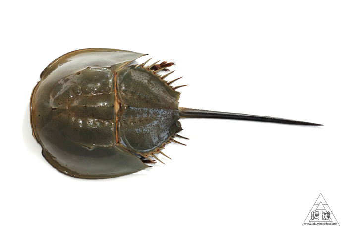 470 曽根干潟 ~カブトガニの幼生に出会う~_c0211532_22545024.jpg