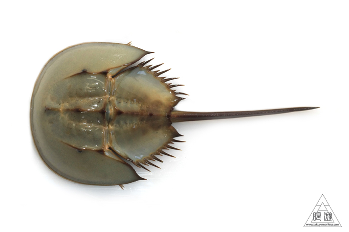 470 曽根干潟 ~カブトガニの幼生に出会う~_c0211532_22545932.jpg