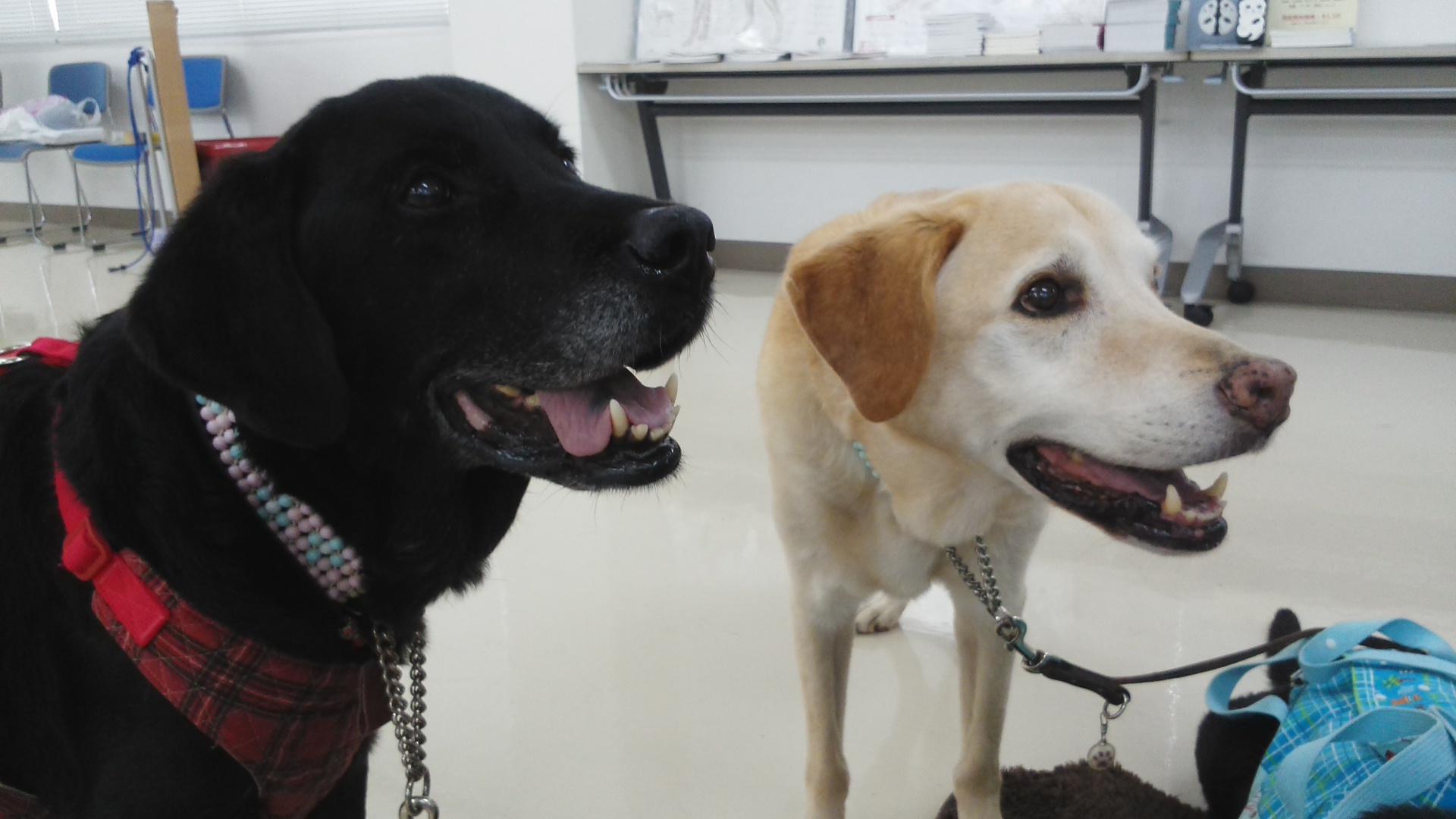 グッドアイデア 老犬オムツ はばたけ my soul グッドアイデア 老犬オムツ はばたけ my soul