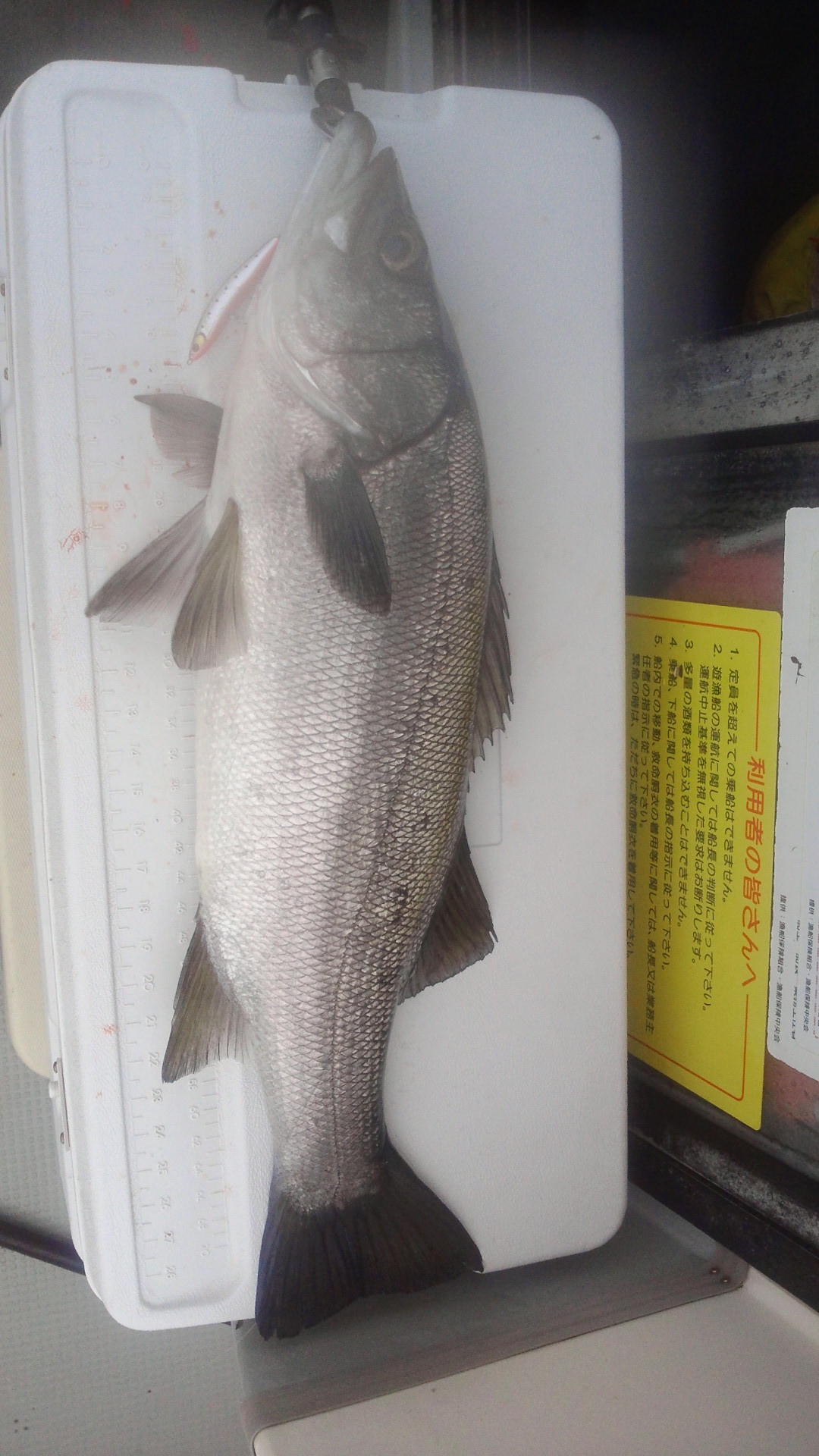 シーバスが好きです(^O^)_b0189347_14044340.jpg
