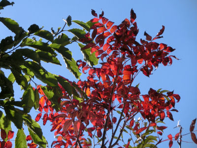 白駒池の紅葉は?_f0019247_23233886.jpg