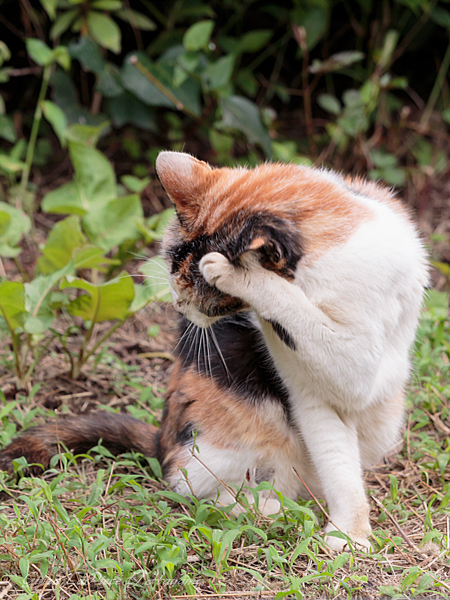 猫のいる風景　近所の三毛ちゃん_b0133053_010239.jpg