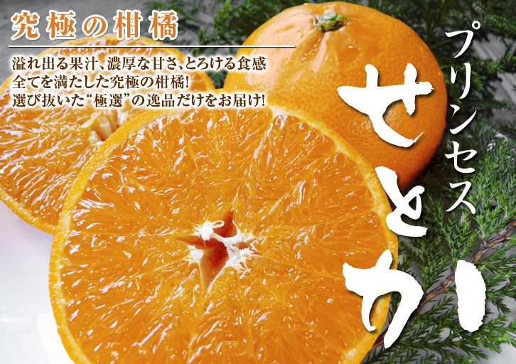 究極の柑橘「せとか」　今年も元気に成長中！収穫及び販売は2月中旬からです!!_a0254656_17303428.jpg