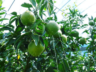 究極の柑橘「せとか」　今年も元気に成長中！収穫及び販売は2月中旬からです!!_a0254656_17371343.jpg