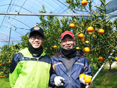 究極の柑橘「せとか」　今年も元気に成長中！収穫及び販売は2月中旬からです!!_a0254656_18432812.jpg