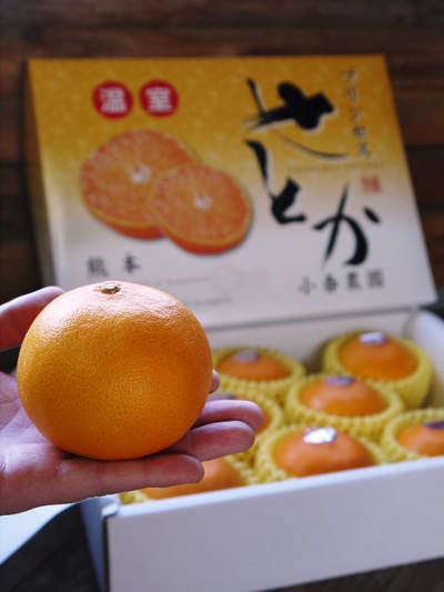 究極の柑橘「せとか」 今年も元気に成長中!収穫及び販売は2月中旬からです!!_a0254656_1925587.jpg
