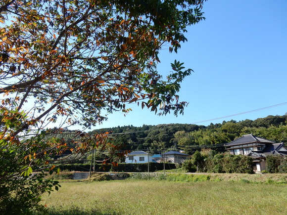 ’15,10,7(水)続「飛び魚の登る木!」_f0060461_1131497.jpg