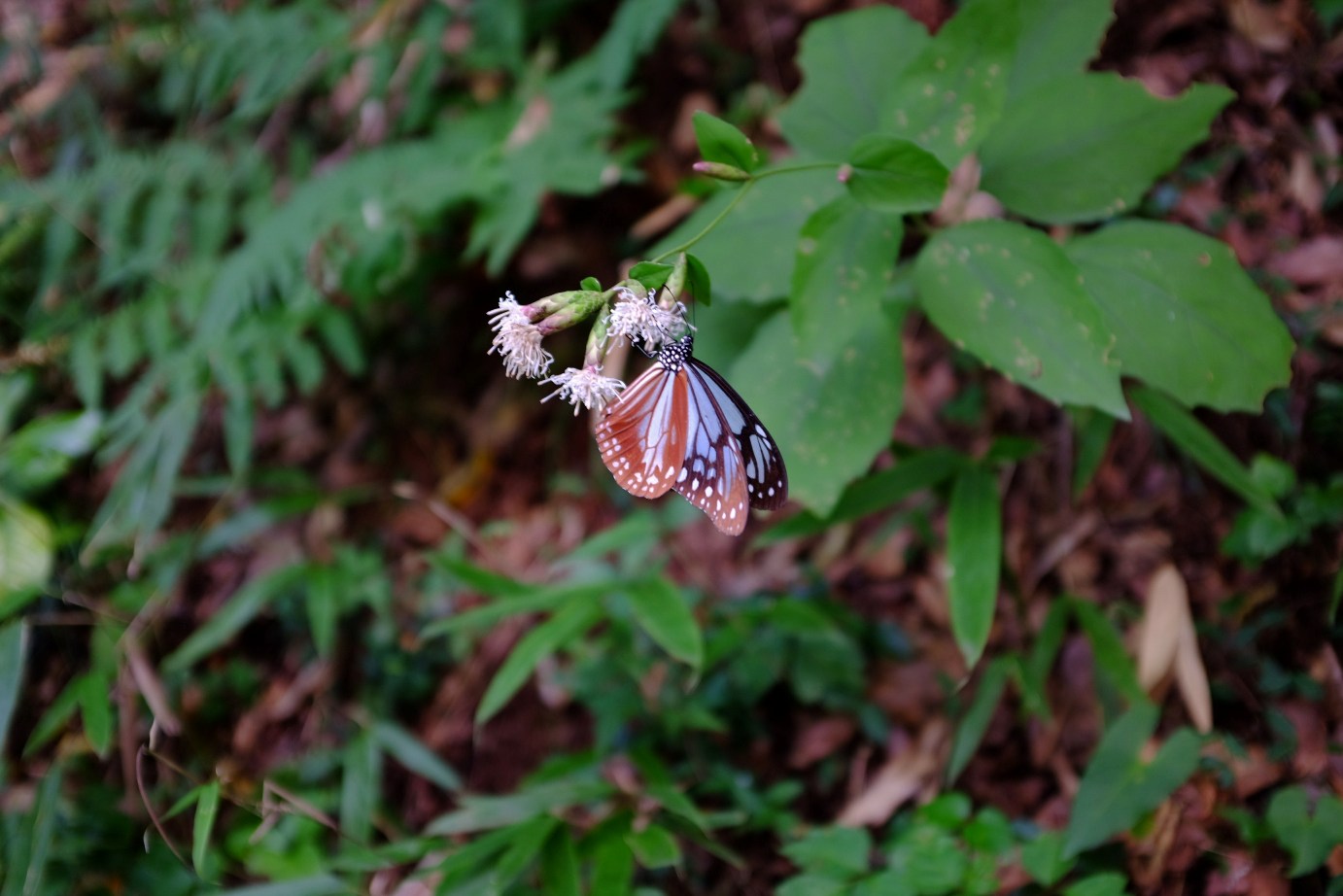 2015/10/04　津久井城山　02_d0233770_2271485.jpg