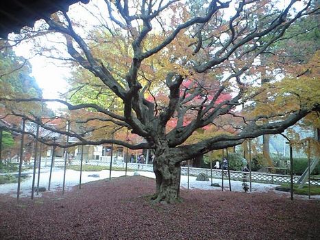 潮の香り、紅葉、巨木の静かな声　（岐志カキ小屋／雷山千如寺大悲王院）_b0005281_2040417.jpg