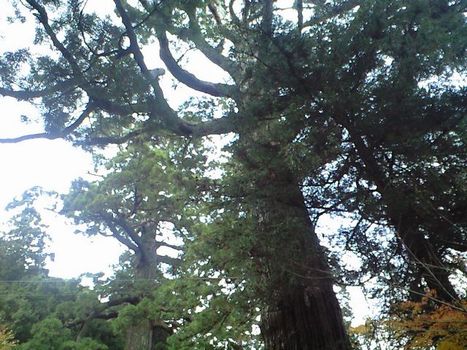 潮の香り、紅葉、巨木の静かな声　（岐志カキ小屋／雷山千如寺大悲王院）_b0005281_20413134.jpg