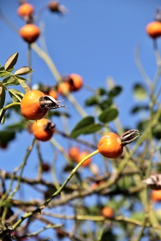 e0154682_17354335.jpg