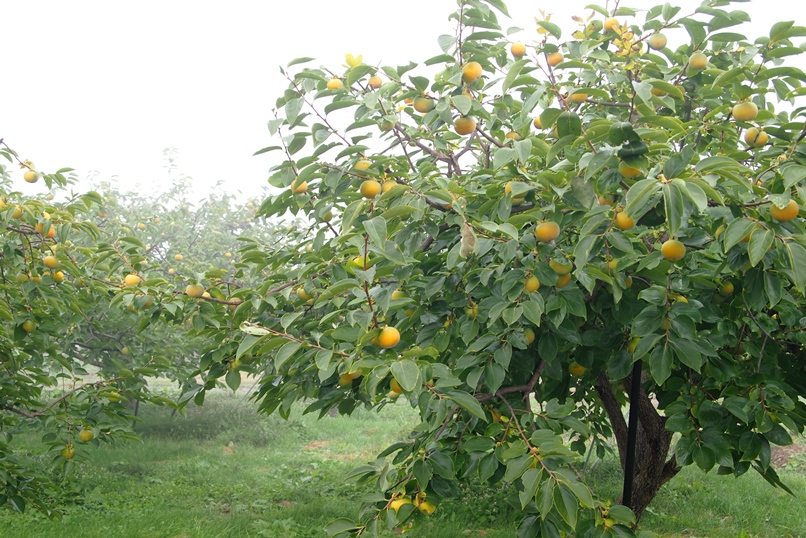 f0174989_9544591.jpg