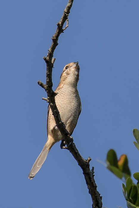 c0336400_21321385.jpg