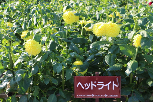 恋＆愛の機微のダリヤが咲いている川西ダリヤ園・・・・８４_c0075701_6542640.jpg