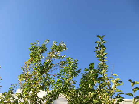 a0203003_1874436.jpg