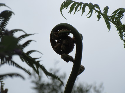 Fern Tree のクルクルに魅せられる ♪_c0212604_2035416.jpg