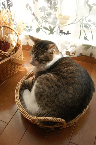 ゆすらとカゴ_a0122205_1481246.jpg
