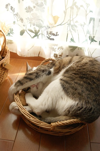 ゆすらとカゴ_a0122205_1484219.jpg
