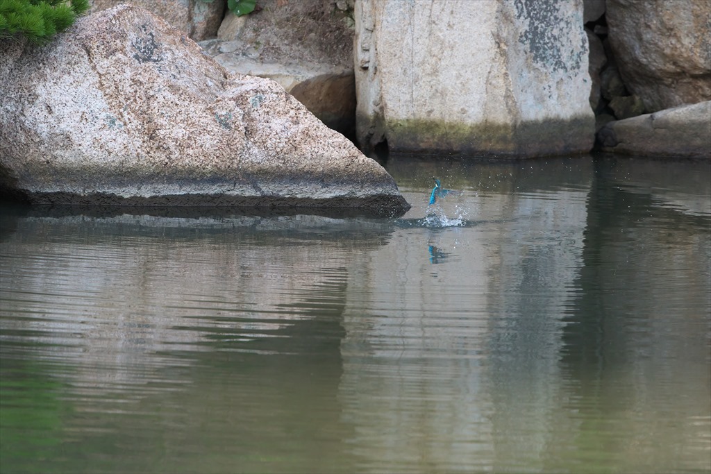 カワセミ（縮景園） (2015.10.05)_c0346710_05323097.jpg