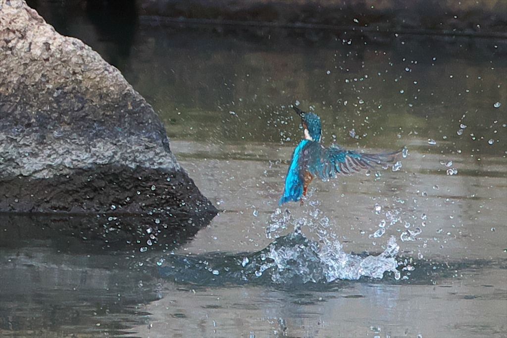 カワセミ（縮景園） (2015.10.05)_c0346710_05323305.jpg