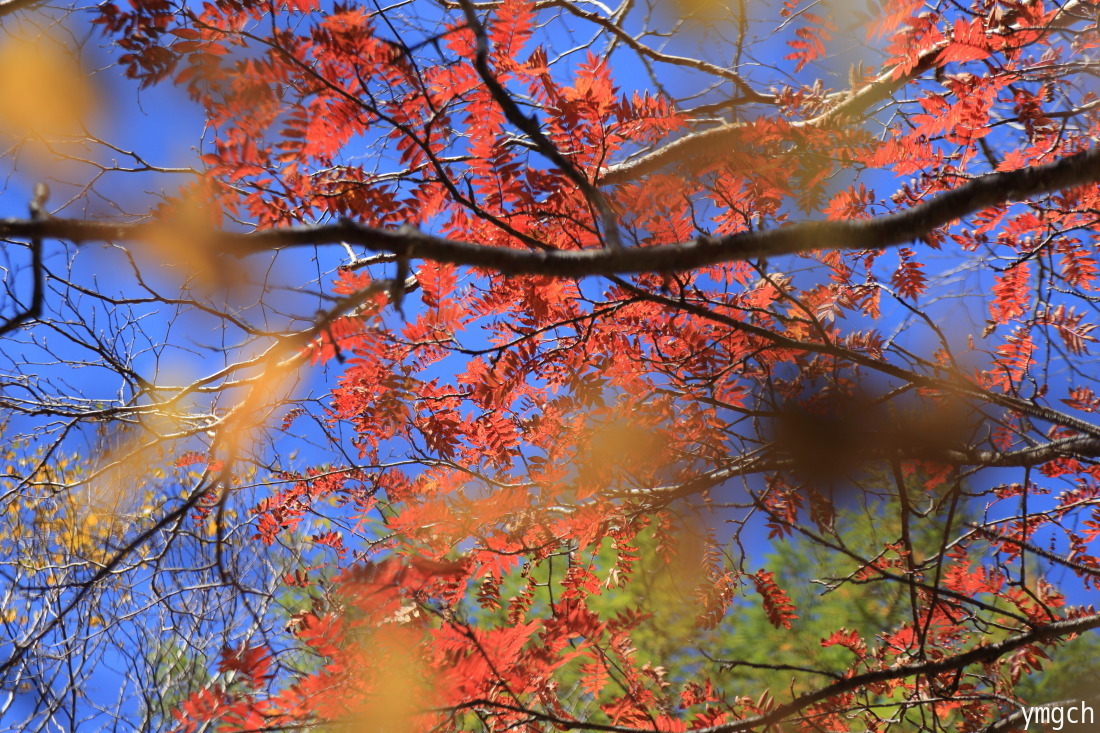 紅葉登山「日光白根山」（４）_f0157812_09021516.jpg