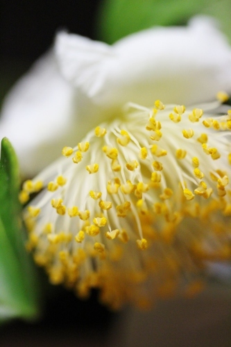 茶の花が、_b0220318_21303467.jpg