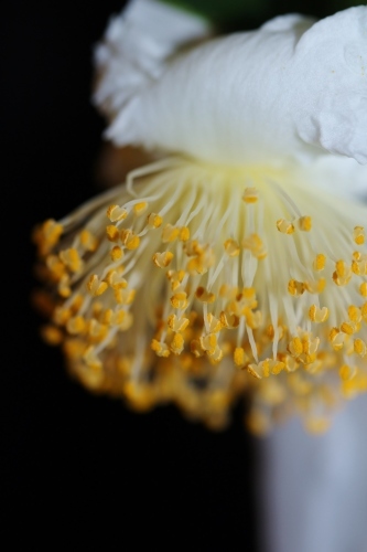 茶の花が、_b0220318_21315577.jpg