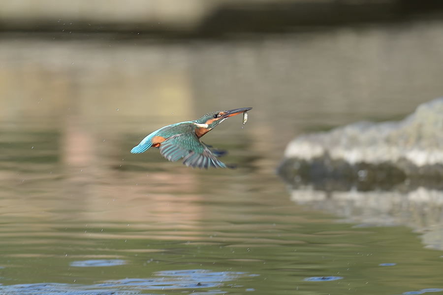 151008 強風・蒲池後ピラ池_c0278820_17511679.jpg