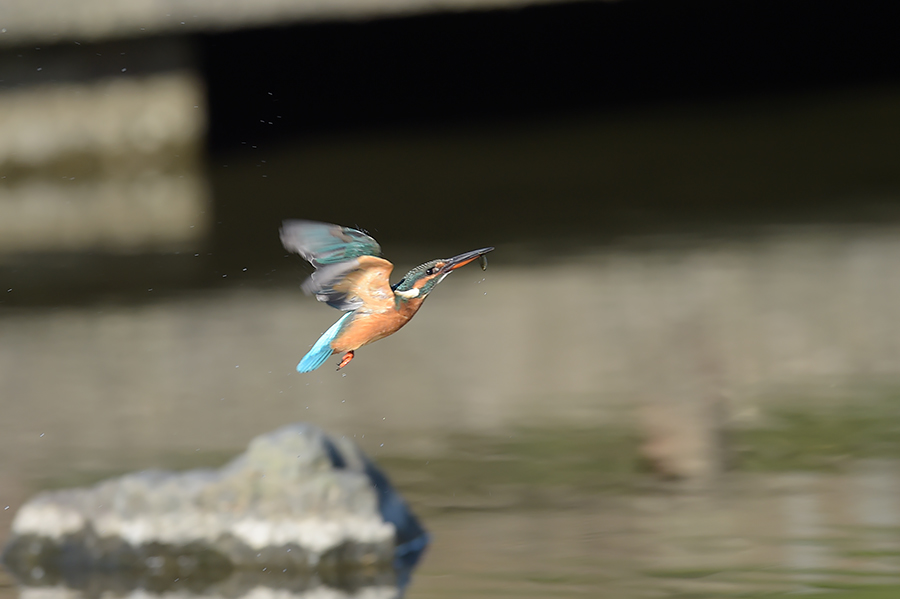 151008 強風・蒲池後ピラ池_c0278820_17514717.jpg