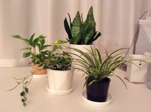 寛容植物 我が道を行く 寛容植物 我が道を行く