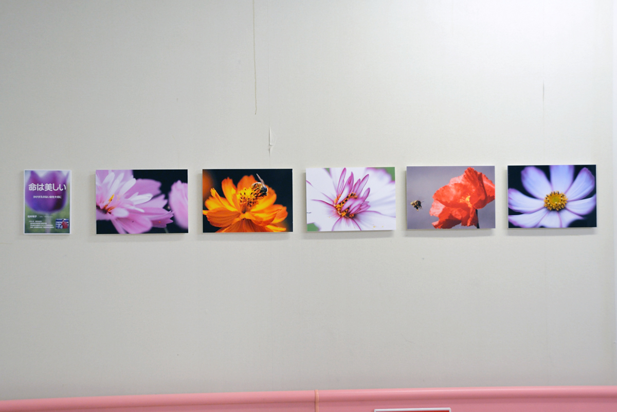 『信州大学附属病院の廊下をお花畑にするプロジェクト』写真展開催！part2_f0357923_20551152.jpg