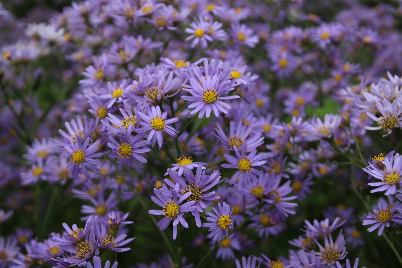 万葉集その五百四十九 (野の花 恋の花) : 万葉集遊楽