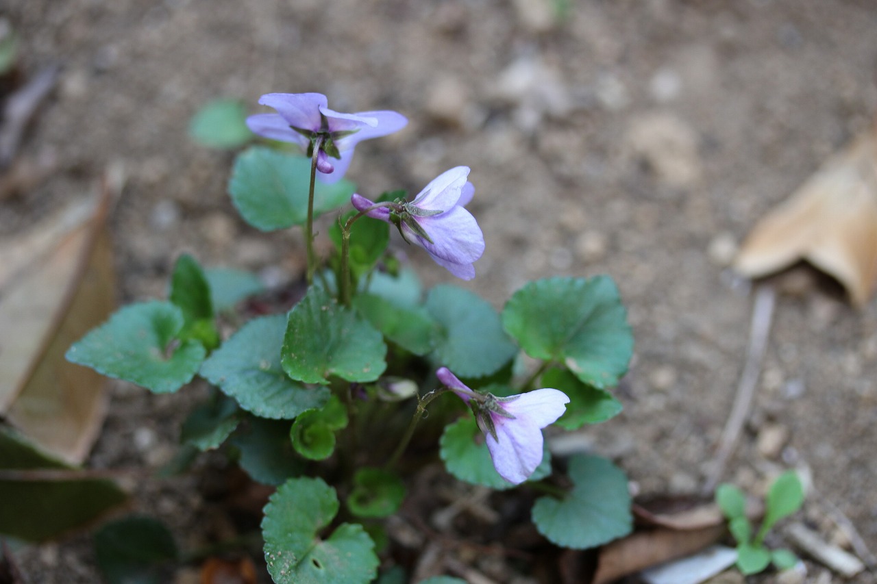 花　万葉集 万葉集その八百十一（菎莢：ぞうきょう） : 万葉集遊楽