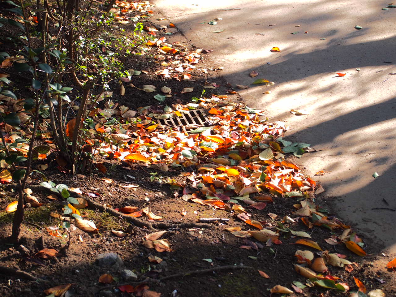 葛飾区/小菅公園の秋景色。_a0214329_0164450.jpg