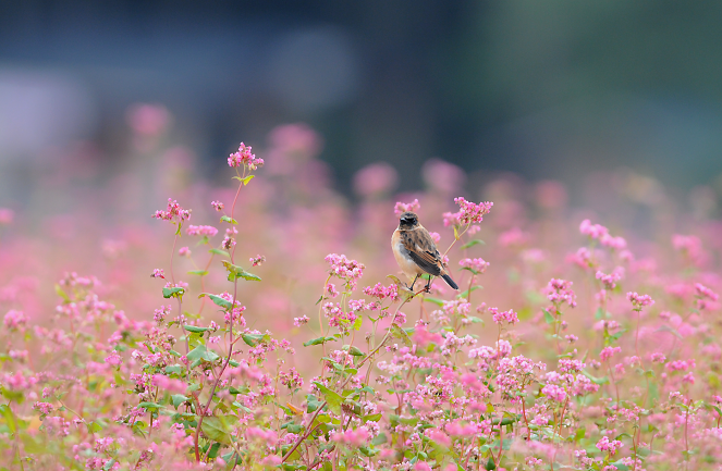 赤蕎麦ノビタキ　２０１５_b0162232_8385071.png