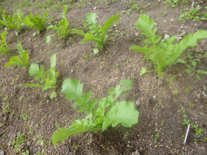 c0343936_221721.jpg